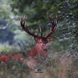 Faune & Nature